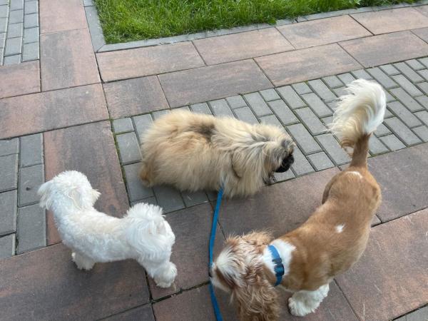 Прикрепленное изображение: т54.jpg